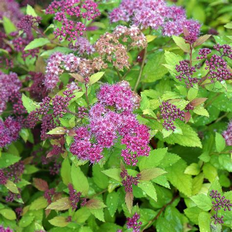 Highlighting the Textures and Layers of Spirea Japonica's Magical Carpet